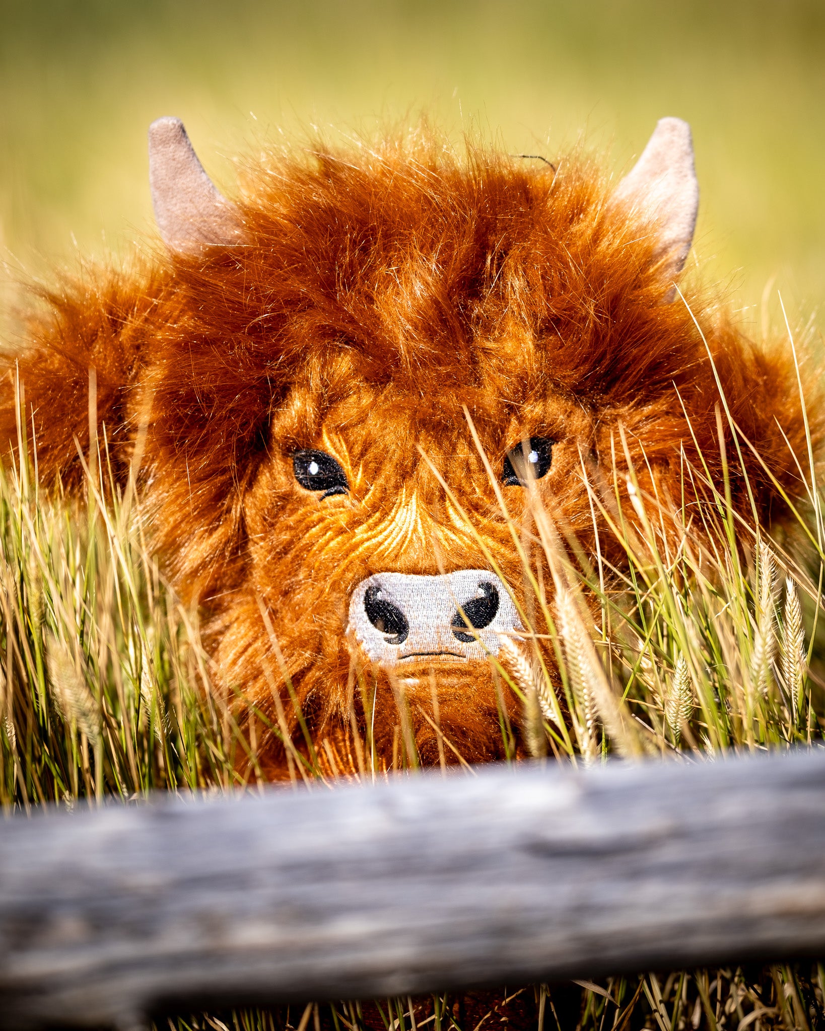Highland cow driver cover featuring a cute illustration of a Highland cow against a colorful background.